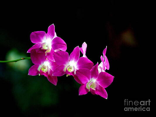 Orchid in St. John by Samuel James Orchid in St. John by Samuel James