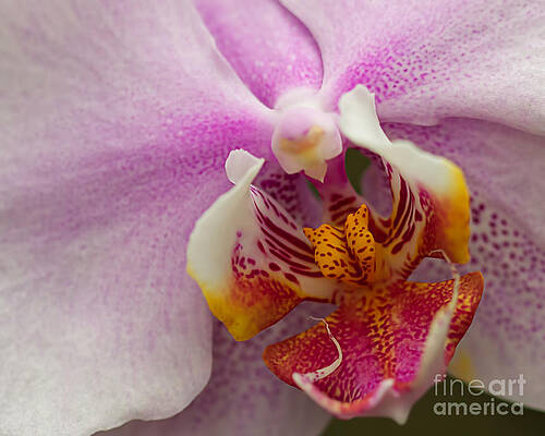 Orchid Macro Style by Terry Weaver