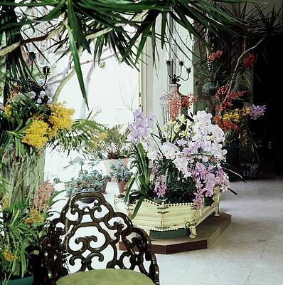 Wall Art - Photograph - Orchids In Enid Annenberg Haupt's Home by Horst P. Horst
