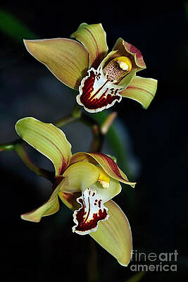 Wall Art - Photograph - Orchids in the Evening by Kaye Menner