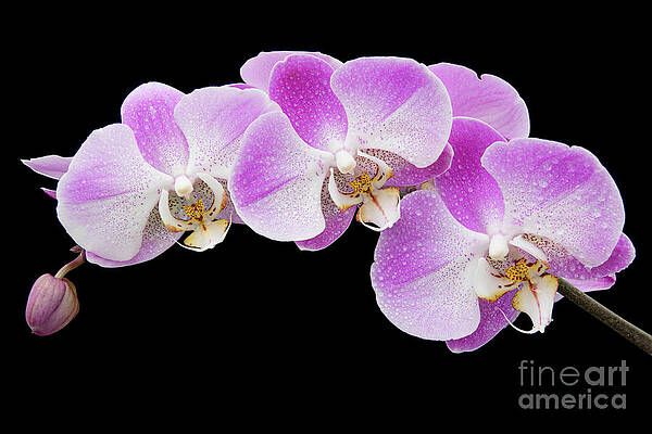 Wall Art - Photograph - Orchids in the Rain by Ann Garrett
