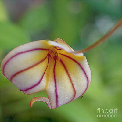 Wall Art - Photograph - Orchids - Masdevallia hybrid by Heiko Koehrer-Wagner