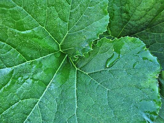 Oregon Dew by Lora Fisher Oregon Dew by Lora Fisher