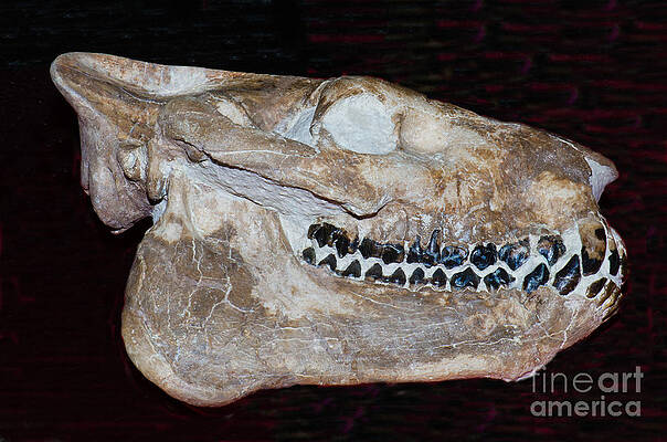 Wall Art - Photograph - Oreodont Skull Fossil by Millard H. Sharp