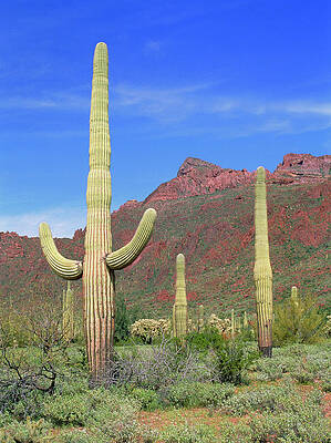 Wall Art - Photograph - Organ Pipe Cacti In Desert by Science Photo Library