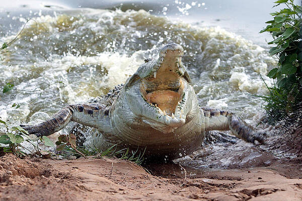 Wall Art - Photograph - Orinoco Crocodile Protecting Nest by M. Watson