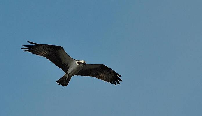 Osprey in Flight by Steve Rhoades