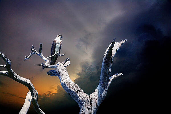 Wall Art - Photograph - Osprey by Mal Bray
