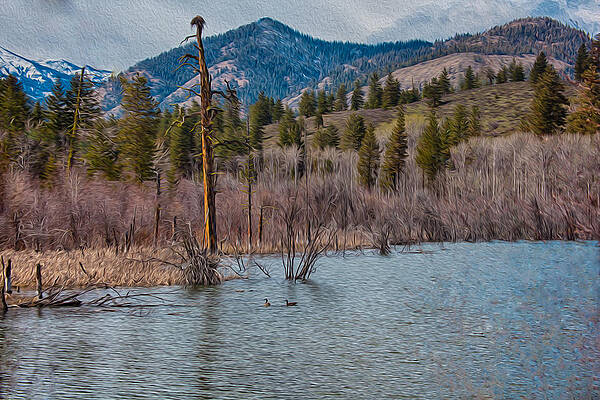 Wall Art - Painting - Osprey Nest in a Beaver Pond by Omaste Witkowski