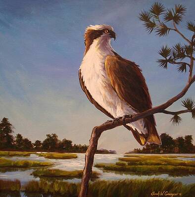 Osprey by Sarah Grangier Osprey by Sarah Grangier