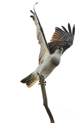 I can fly by Heidi Farmer I can fly by Heidi Farmer