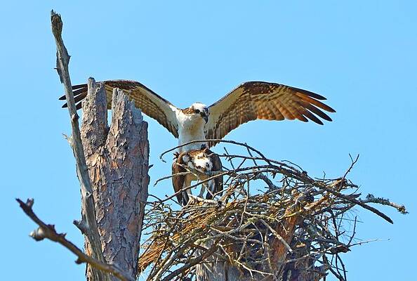 Wall Art - Photograph - Ospreys Copulating in New Nest2 by Jeff at JSJ Photography