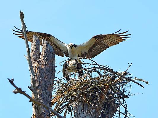 Wall Art - Photograph - Ospreys Copulating in New Nest3 by Jeff at JSJ Photography