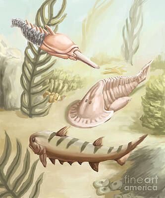 Wall Art - Photograph - Ostracoderms And Placoderms by Spencer Sutton