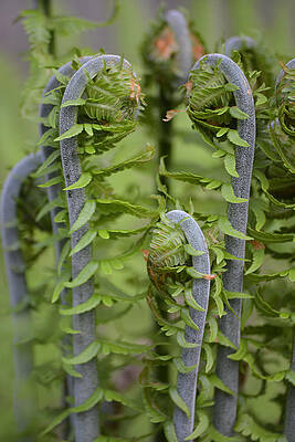 Wall Art - Photograph - Ostrich Fern Fiddleheads by Forest Floor Photography