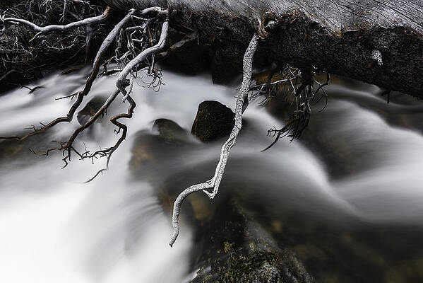 Wall Art - Photograph - Out On A Limb by Chuck Jason