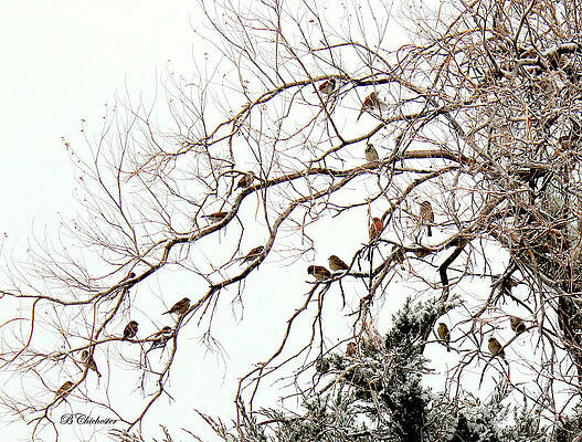 Wall Art - Photograph - Out on a Limb First Snow by Barbara Chichester