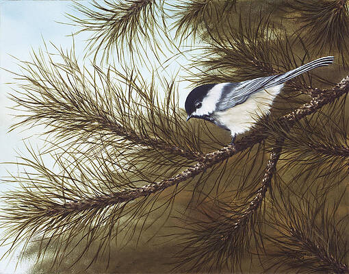Out on a Limb by Rick Bainbridge Out on a Limb by Rick Bainbridge