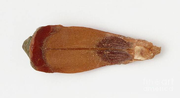 Wall Art - Photograph - Ovuliferous Scale From Female Yew Tree by Peter Chadwick / Dorling Kindersley