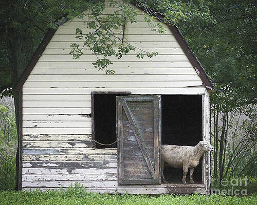 Owen's Farm Lamb in Barn by Ilene Hoffman Owen's Farm Lamb in Barn by Ilene Hoffman