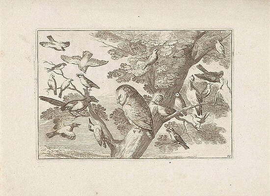 Wall Art - Drawing - Owl And Other Birds In A Tree, Print Maker Pieter Schenk by Pieter Schenk I And Francis Barlow And Pieter Schenk I