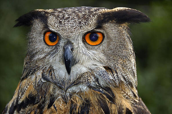Owl Bubo bubo portrait by Matthias Hauser Owl Bubo bubo portrait by Matthias Hauser