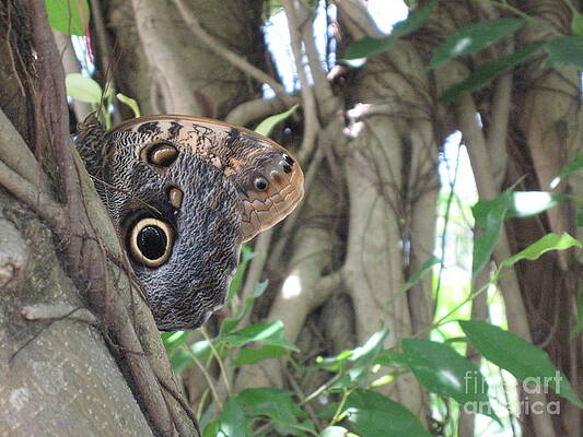 Owl Butterfly in Hiding by HEVi FineArt Owl Butterfly in Hiding by HEVi FineArt