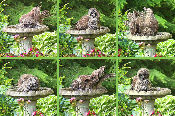 Wall Art - Photograph - Owls do take Baths by Jennie Marie Schell