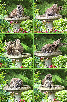 Wall Art - Photograph - Owls Do Take Baths Vertical by Jennie Marie Schell