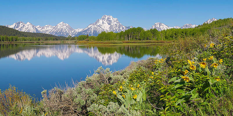 Wall Art - Photograph - Oxbow Bend Wildflowers in Spring by Aaron Spong