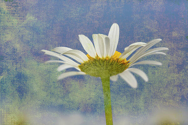 Art Oxeye Daisy for - Sale Pixels