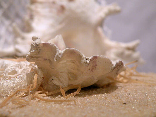 Wall Art - Photograph - Oyster Shell by Micki Findlay