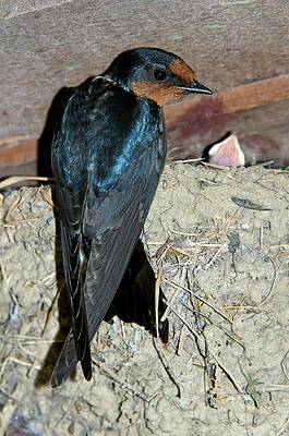 Wall Art - Photograph - Pacific Swallow by Science Photo Library