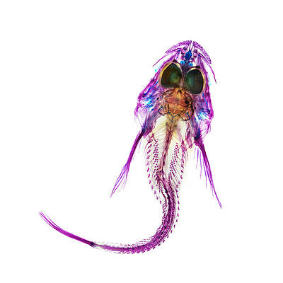 Wall Art - Photograph - Padded Sculpin by Adam Summers