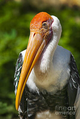 Painted Stork by Timothy Hacker Painted Stork by Timothy Hacker