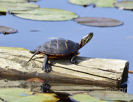 Painted Turtle Catching the Rays by Ilene Hoffman Painted Turtle Catching the Rays by Ilene Hoffman