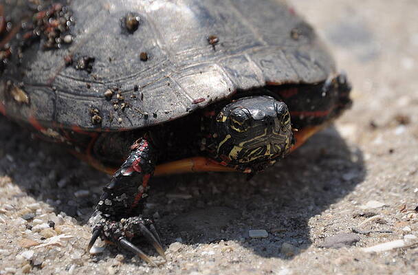 Painted Turtle by Steve Rhoades