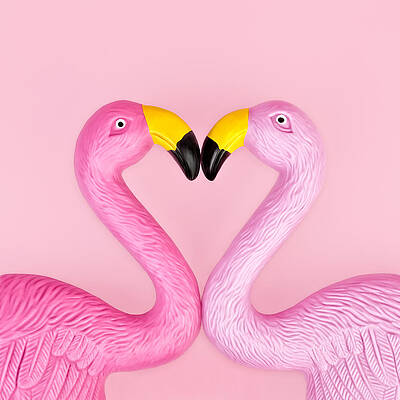 Wall Art - Photograph - Pair Of Flamingos by Juj Winn