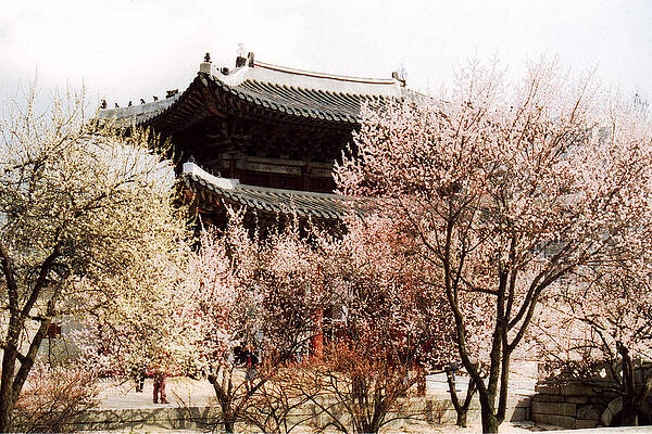Palace in Spring by Jessica Wakefield Palace in Spring by Jessica Wakefield