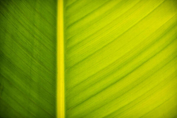 Wall Art - Photograph - Palm leaf macro abstract by Adam Romanowicz