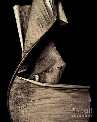 Palm Still Life by Jimm Roberts