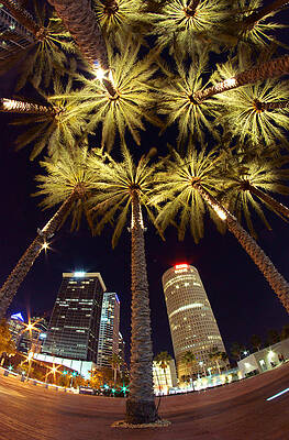 Palm Tree Fireworks by Daniel Woodrum Palm Tree Fireworks by Daniel Woodrum