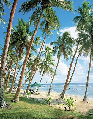 Wall Art - Photograph - Palm Tree Near Beach by Erhard Pfeiffer