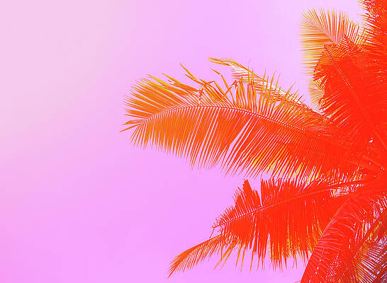 Palm Tree On Sky Background. Palm Leaf Print by Slavadubrovin