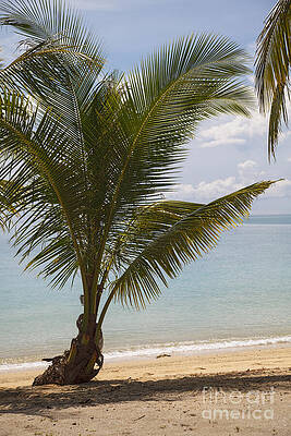 Palm tree on the beach. V10THA0977 by IMAVIEW Photo and Design Palm tree on the beach. V10THA0977 by IMAVIEW Photo and Design