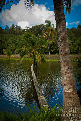 Wall Art - Photograph - Palm Tree Over River by Blake Webster