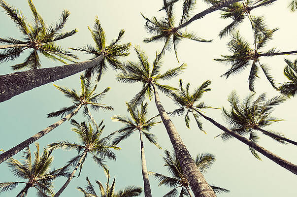 Wall Art - Photograph - Palm Tree Sway by Bree Madden