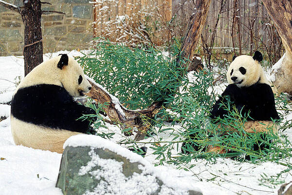 Panda Bears in Snow by Chris Scroggins Panda Bears in Snow by Chris Scroggins