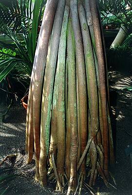 Wall Art - Photograph - Pandanus Utilis by Science Photo Library