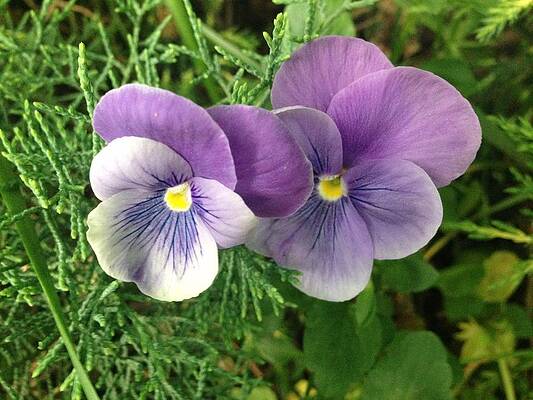 Pansy by Felix Zapata Pansy by Felix Zapata